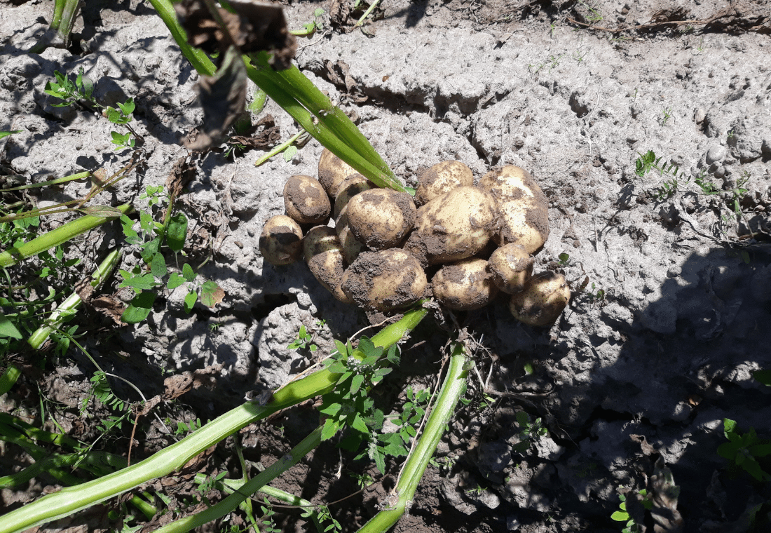 14.07.2020</br>Denar